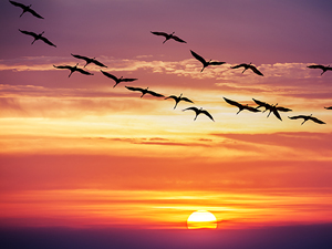 birds-in-flight_shutterstock_138350432_300tb